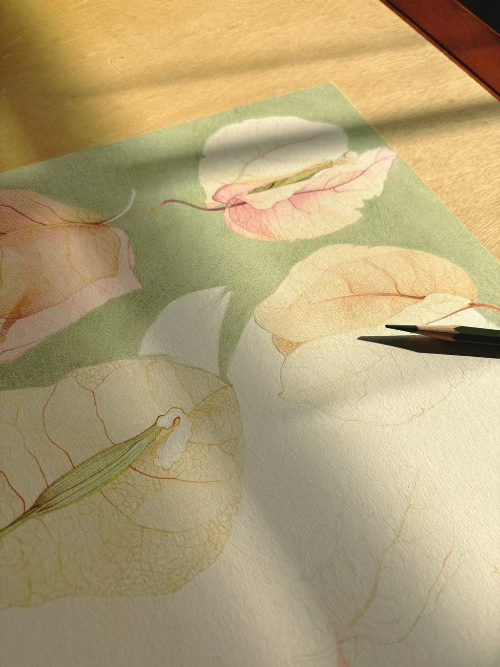 To Where Petals Return - Original botanical drawing in progress by Momotanger - Hand-painted illustration process on paper
