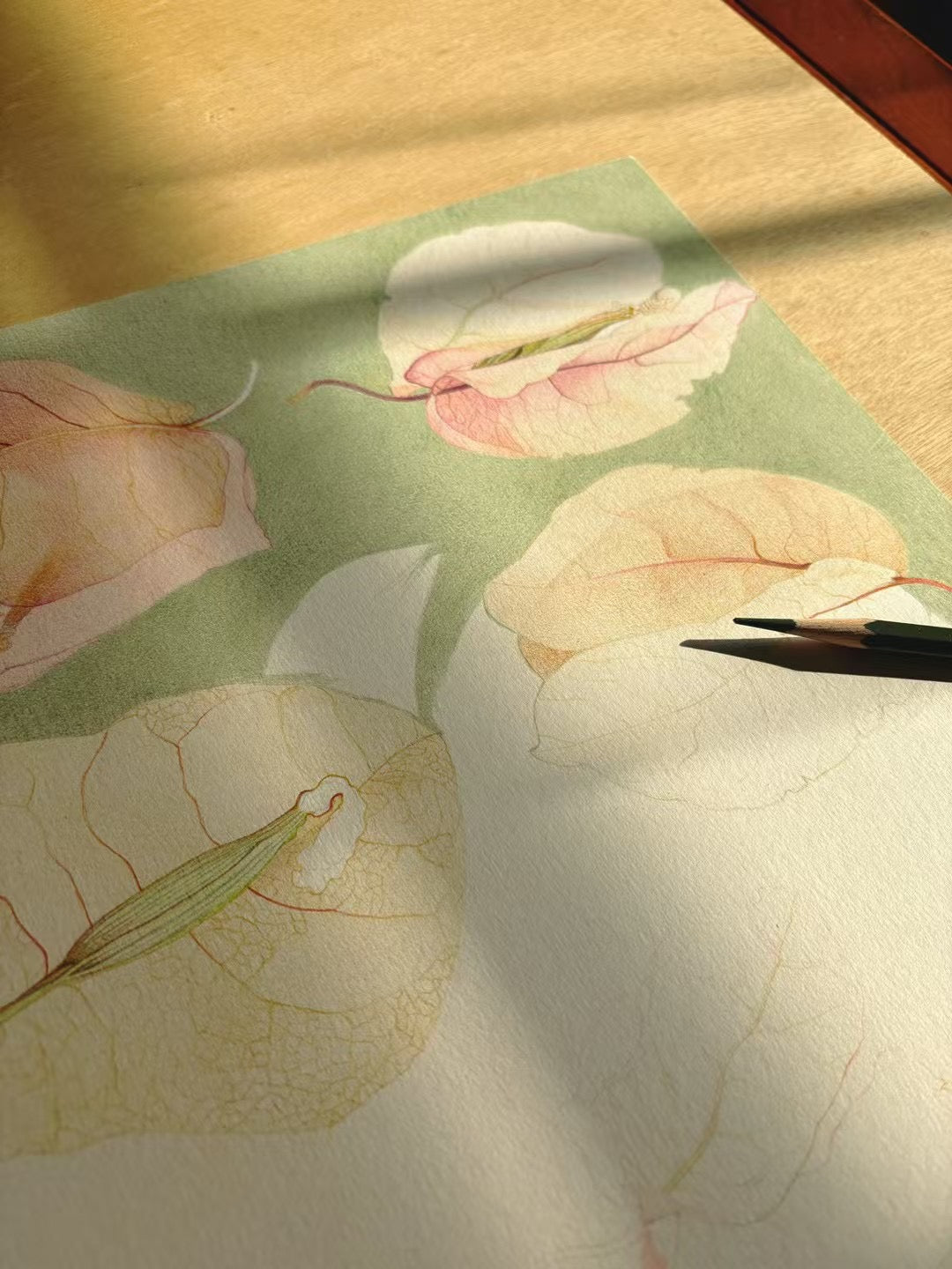 To Where Petals Return - Original botanical drawing in progress by Momotanger - Hand-painted illustration process on paper
